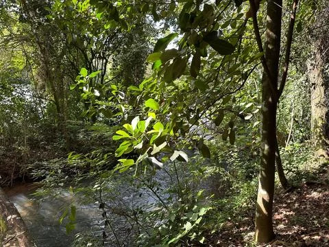 River surrounded by lush vegetation. Stock Photos