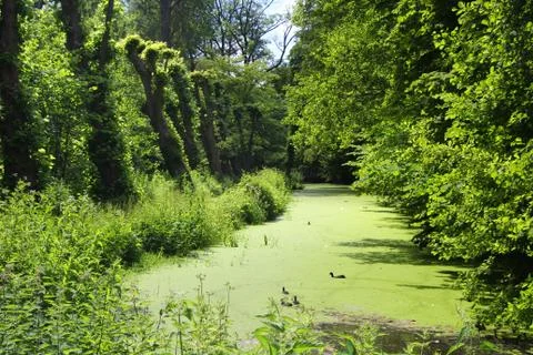 River surrounded by Plants 写真素材