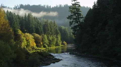 A river surrounded by sunlit trees Stock Footage 59105392