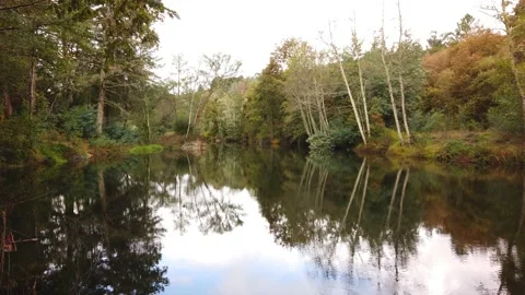 River surrounded by trees and vegetation on an autumn day. Stock Footage 140874157