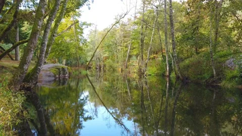 River surrounded by trees and vegetation on an autumn day. Stock Footage 140874188