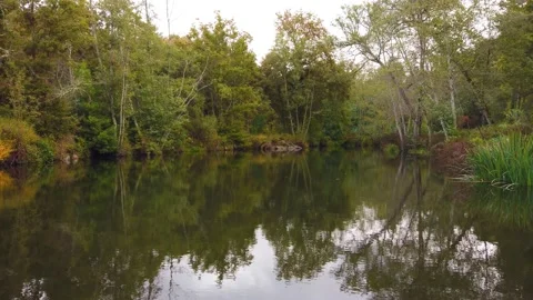 River surrounded by trees and vegetation on an autumn day. Stock Footage 140874366