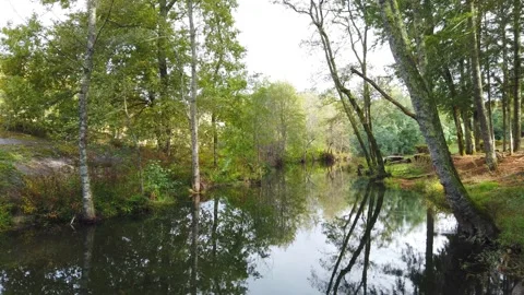 River surrounded by trees and vegetation on an autumn day. Stock Footage 140874424