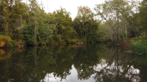 River surrounded by trees and vegetation on an autumn day. Stock Footage 140874427