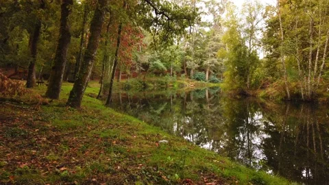 River surrounded by trees and vegetation on an autumn day. Stock Footage 140874480