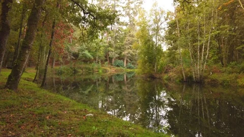 River surrounded by trees and vegetation on an autumn day. Stock Footage 140874481