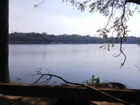 River surrounded with trees Stock Photos