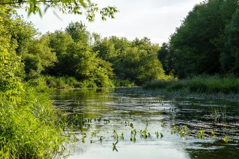 A river surrounded by trees 스톡 사진