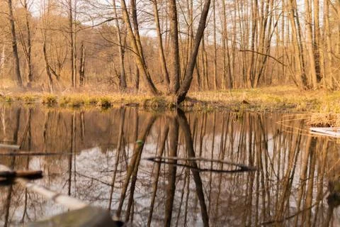 River, swamp, forest, trees, spring ater flows Foto stock