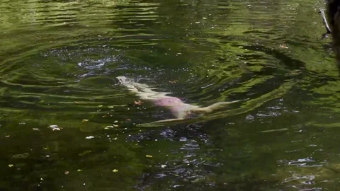 River Swimming Stock Footage 285114336
