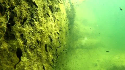 River with tadpoles Stock Footage 327092219