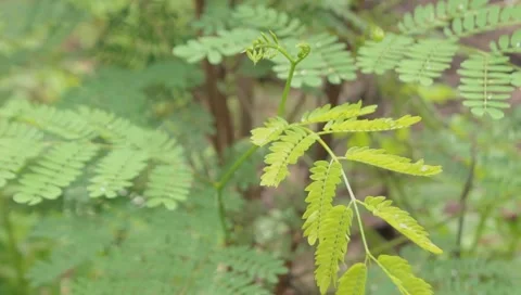 River Tamarind Leave Stock Footage 141507392
