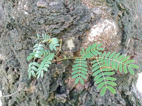 River Tamarind Stock Photos