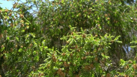 River tea tree (Melaleuca bracteata) branches in sunny weather. Video stock 113647536