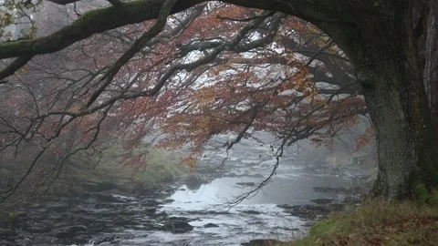 The River Tees Flowing Under Colourful Trees on a Misty Day, North Pennines, UK. Video stock 221335674