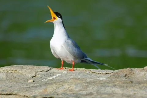 River tern closeup Fotos de archivo