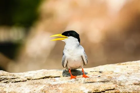 River Tern Stock Photos