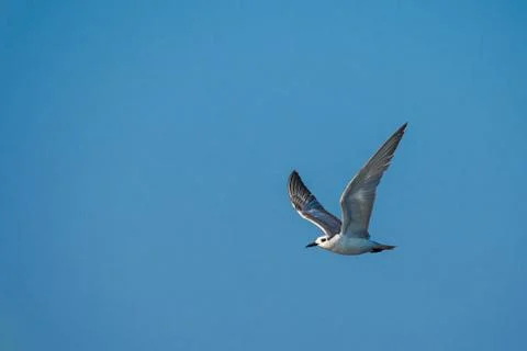 River Tern Stock Photos