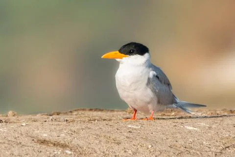 River Tern Rests Calmly with its sharp beak and contrasting plumage Stock Photos