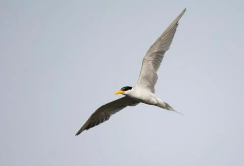 River tern (sterna aurantia) Stock Photos