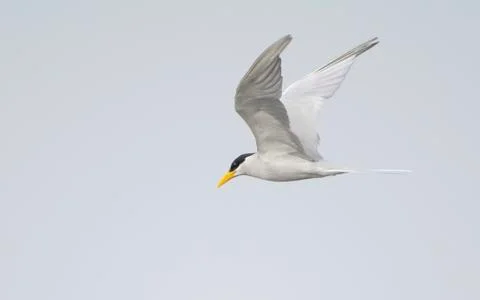 River tern (sterna aurantia) Stock Photos