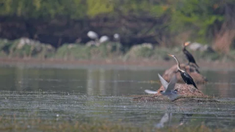 River Terns Flying Low Over Wetland Near Indian Cormorants and Oriental Darter. Vídeos de archivo 339072972