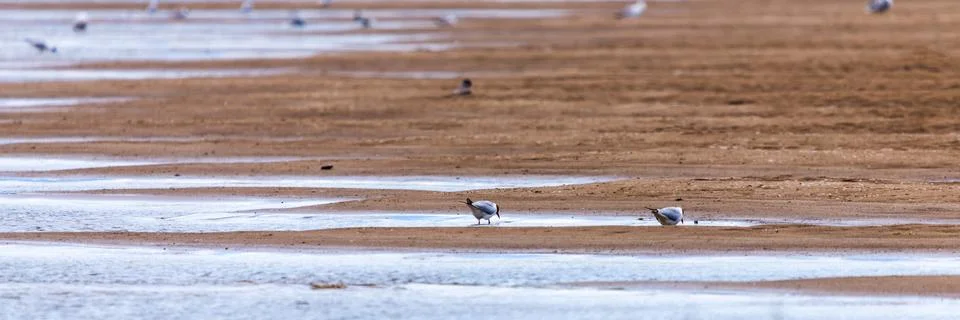 River terns or Sterna hirundo bird on a coast beach looking a food Fotos Stock