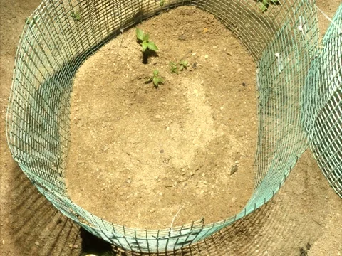 River terrapin hatchling, Malaysia Stock Footage 195073176