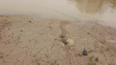 River terrapin hatchling, Malaysia Stock Footage 195073290