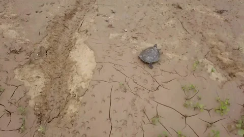 River terrapin hatchling, Malaysia Stock Footage 195073308