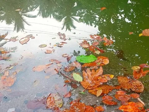 River texture background filled with leaves Stock Photos