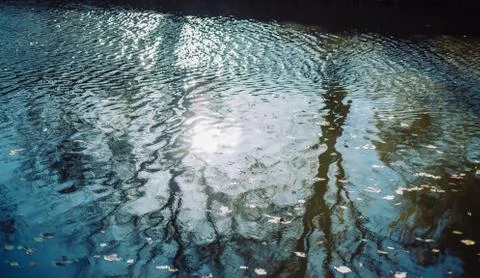 River texture. Beautiful composition of nature. In the blue water the trees are Stock Photos