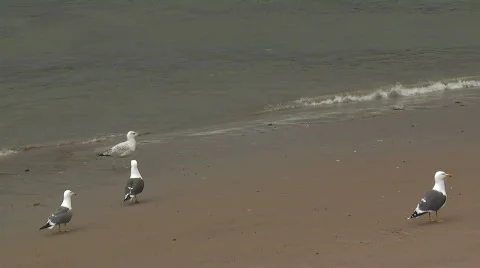 River Thames seagulls Stock Footage 475584