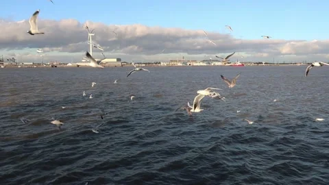 The river thames at Tilbury with a flock of Seagulls flying around Stock Footage 133367778