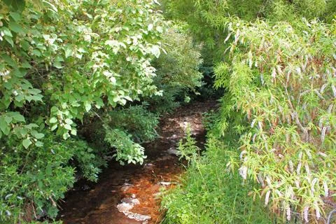 River in a thick forest Stock Photos