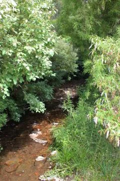 River in a thick forestThick forest with a river flowing through Stock Photos