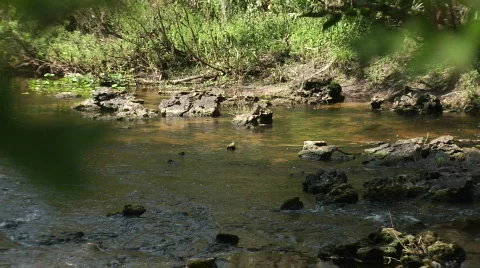 River Though Leaves Stock Footage 533126