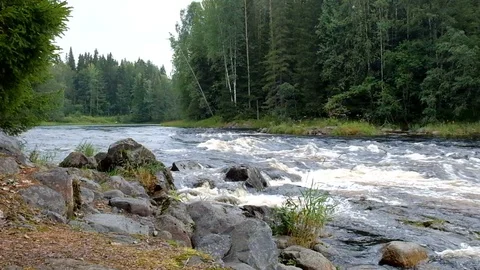 River. Thresholds. The strong current. Forest. Stock Footage 70661271