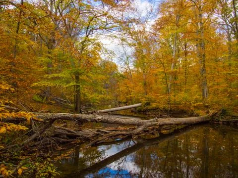 River Through Autumn Forest Stock Photos