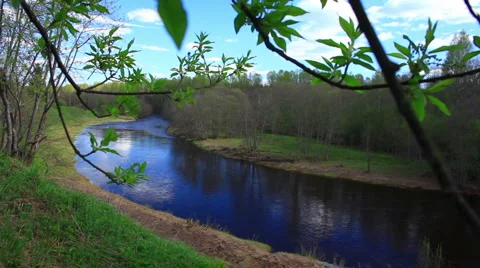 River through bird-cherry tree Stock Footage