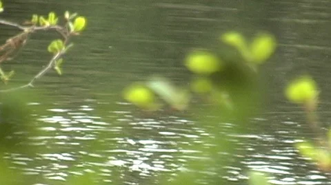 River Through Branches in Michigan Stock Footage 105066395