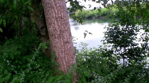 River through brush Vidéo 156720955