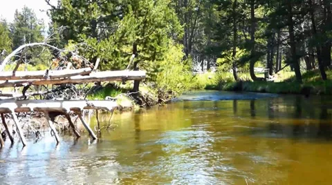 River Through Dense Pine Forest Видео 39419688