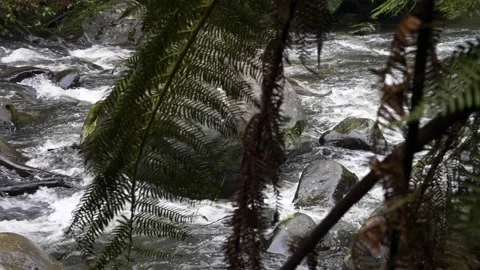 River through ferns Stevensons Falls Stock Footage 217110415