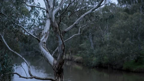 River through the forest Vídeos de archivo 94884686
