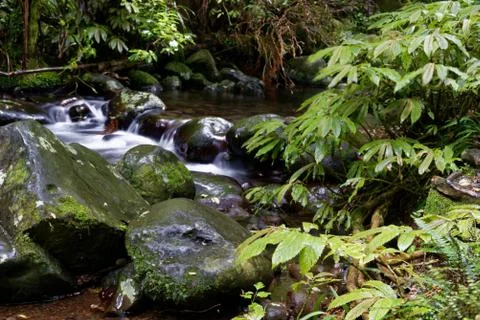 River through a forest Stock Photos