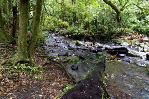 River through a forest Stock Photos