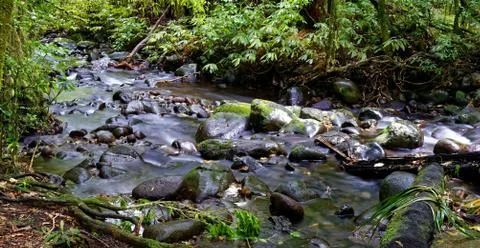 River through a forest Stock Photos