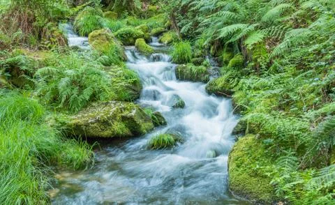 River through the forest Stock Photos
