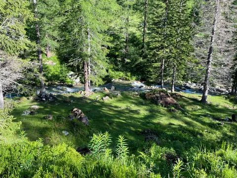 River through a Forest Stock Photos